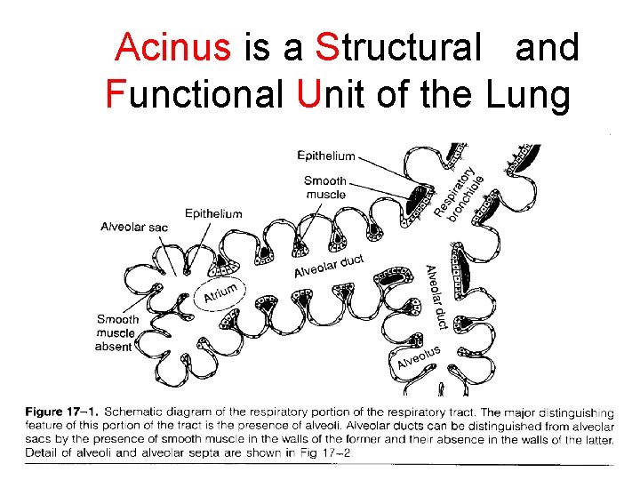 Acinus is a Structural and Functional Unit of the Lung 