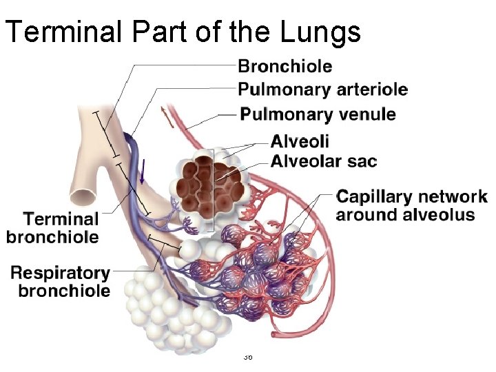 Terminal Part of the Lungs 36 