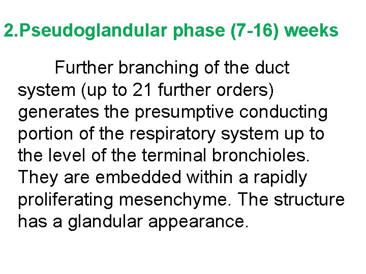 2. Pseudoglandular phase (7 -16) weeks Further branching of the duct system (up to