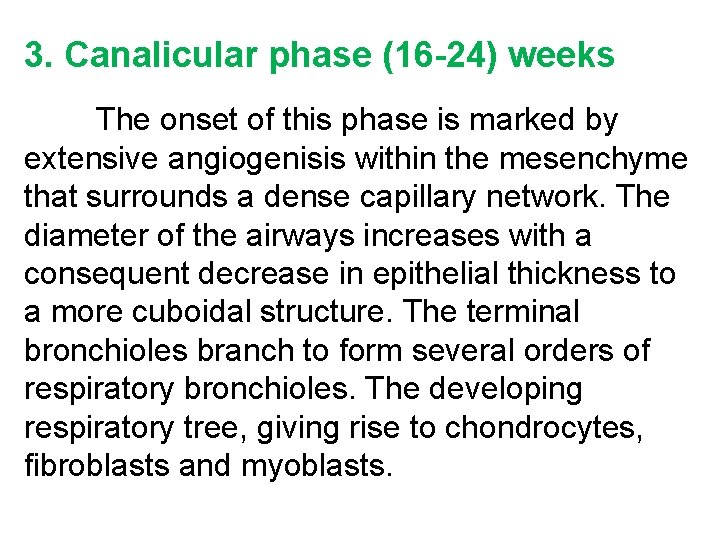 3. Canalicular phase (16 -24) weeks The onset of this phase is marked by