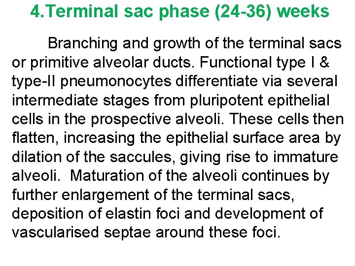 4. Terminal sac phase (24 -36) weeks Branching and growth of the terminal sacs