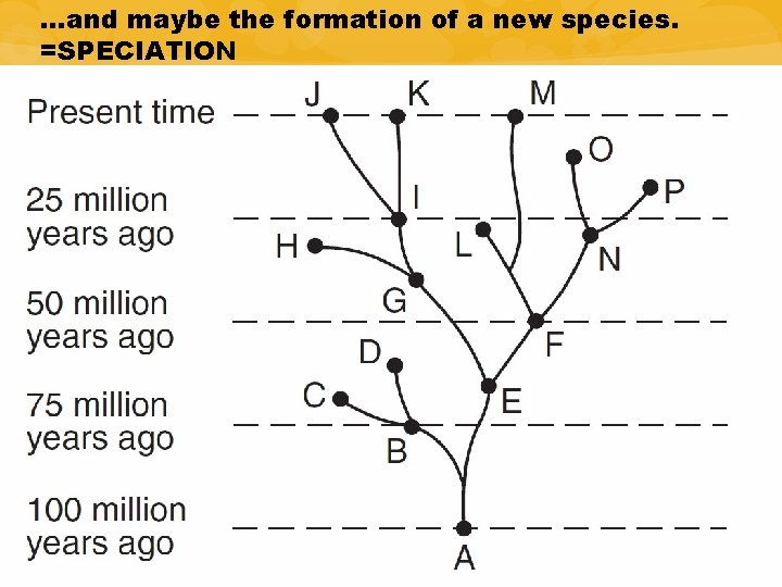 …and maybe the formation of a new species. =SPECIATION …and maybe the formation of a new species. =SPECIATION