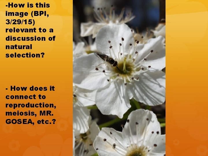 -How is this image (BPI, 3/29/15) relevant to a discussion of natural selection? - -How is this image (BPI, 3/29/15) relevant to a discussion of natural selection? -