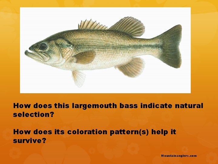 How does this largemouth bass indicate natural selection? How does its coloration pattern(s) help How does this largemouth bass indicate natural selection? How does its coloration pattern(s) help