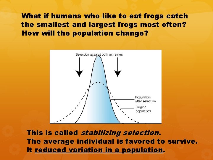 What if humans who like to eat frogs catch the smallest and largest frogs What if humans who like to eat frogs catch the smallest and largest frogs