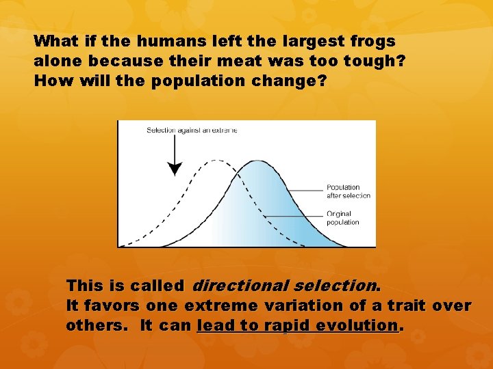 What if the humans left the largest frogs alone because their meat was too What if the humans left the largest frogs alone because their meat was too