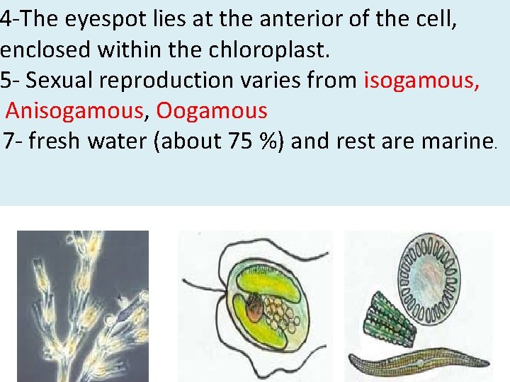 4 -The eyespot lies at the anterior of the cell, enclosed within the chloroplast. 4 -The eyespot lies at the anterior of the cell, enclosed within the chloroplast.