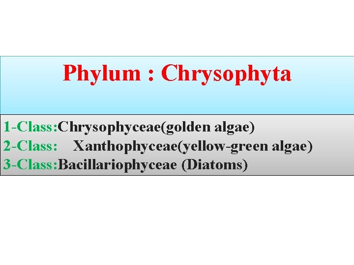 Phylum : Chrysophyta 1 -Class: Chrysophyceae(golden algae) 2 -Class: Xanthophyceae(yellow-green algae) 3 -Class: Bacillariophyceae Phylum : Chrysophyta 1 -Class: Chrysophyceae(golden algae) 2 -Class: Xanthophyceae(yellow-green algae) 3 -Class: Bacillariophyceae