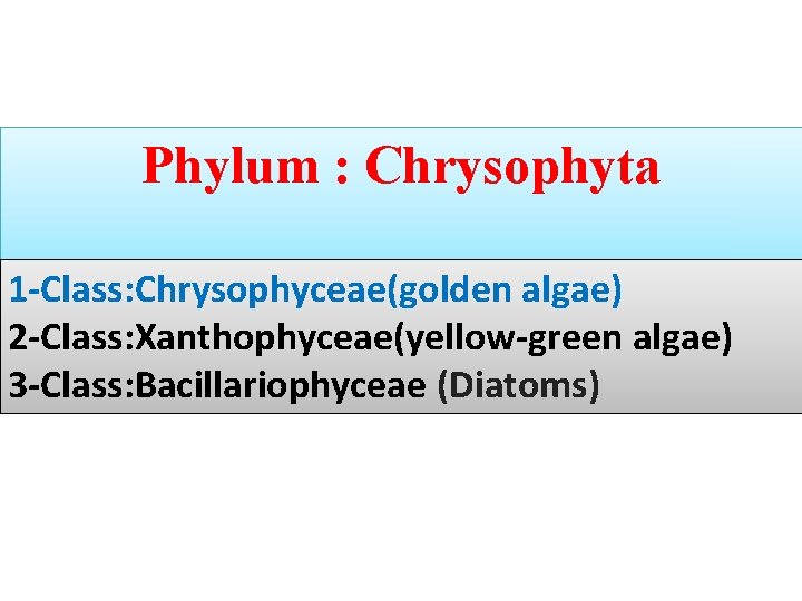Phylum : Chrysophyta 1 -Class: Chrysophyceae(golden algae) 2 -Class: Xanthophyceae(yellow-green algae) 3 -Class: Bacillariophyceae Phylum : Chrysophyta 1 -Class: Chrysophyceae(golden algae) 2 -Class: Xanthophyceae(yellow-green algae) 3 -Class: Bacillariophyceae