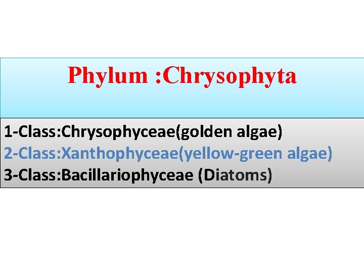 Phylum : Chrysophyta 1 -Class: Chrysophyceae(golden algae) 2 -Class: Xanthophyceae(yellow-green algae) 3 -Class: Bacillariophyceae Phylum : Chrysophyta 1 -Class: Chrysophyceae(golden algae) 2 -Class: Xanthophyceae(yellow-green algae) 3 -Class: Bacillariophyceae