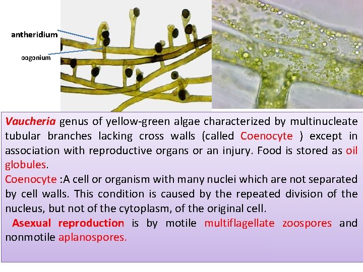 antheridium oogonium Vaucheria genus of yellow-green algae characterized by multinucleate tubular branches lacking cross antheridium oogonium Vaucheria genus of yellow-green algae characterized by multinucleate tubular branches lacking cross