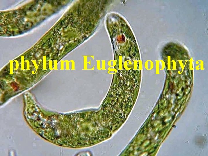 phylum Euglenophyta phylum Euglenophyta