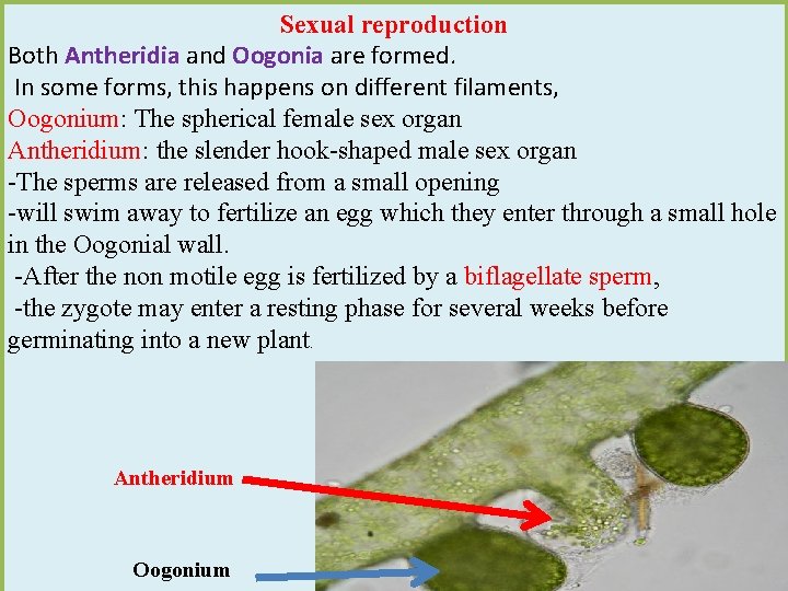 Sexual reproduction Both Antheridia and Oogonia are formed. In some forms, this happens on Sexual reproduction Both Antheridia and Oogonia are formed. In some forms, this happens on