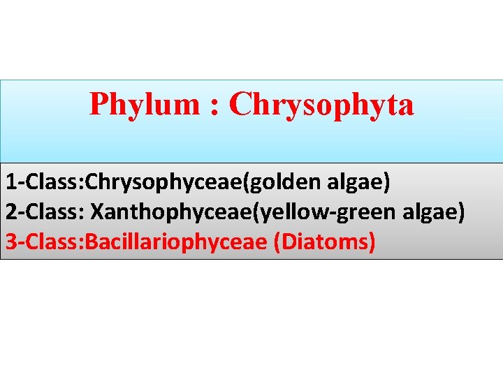 Phylum : Chrysophyta 1 -Class: Chrysophyceae(golden algae) 2 -Class: Xanthophyceae(yellow-green algae) 3 -Class: Bacillariophyceae Phylum : Chrysophyta 1 -Class: Chrysophyceae(golden algae) 2 -Class: Xanthophyceae(yellow-green algae) 3 -Class: Bacillariophyceae