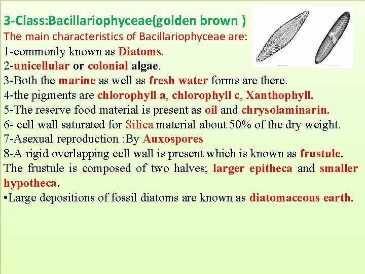 3 -Class: Bacillariophyceae(golden brown ) The main characteristics of Bacillariophyceae are: 1 -commonly known 3 -Class: Bacillariophyceae(golden brown ) The main characteristics of Bacillariophyceae are: 1 -commonly known