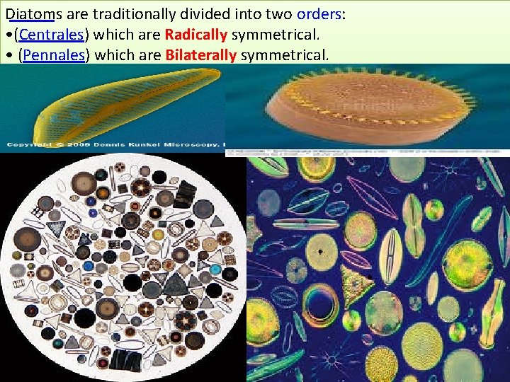 Diatoms are traditionally divided into two orders: • (Centrales) which are Radically symmetrical. • Diatoms are traditionally divided into two orders: • (Centrales) which are Radically symmetrical. •