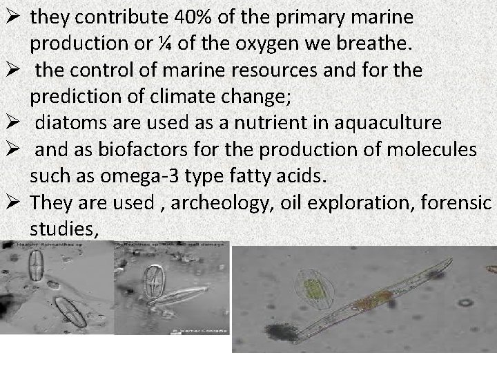 Ø they contribute 40% of the primary marine production or ¼ of the oxygen Ø they contribute 40% of the primary marine production or ¼ of the oxygen