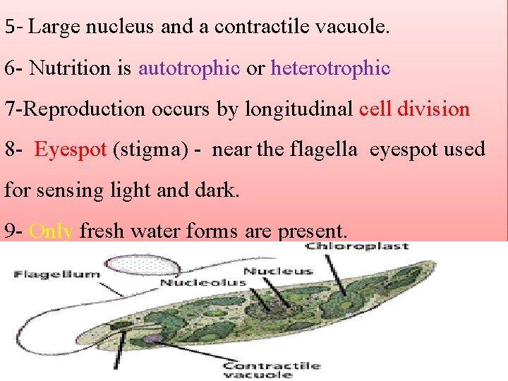 5 - Large nucleus and a contractile vacuole. 6 - Nutrition is autotrophic or 5 - Large nucleus and a contractile vacuole. 6 - Nutrition is autotrophic or