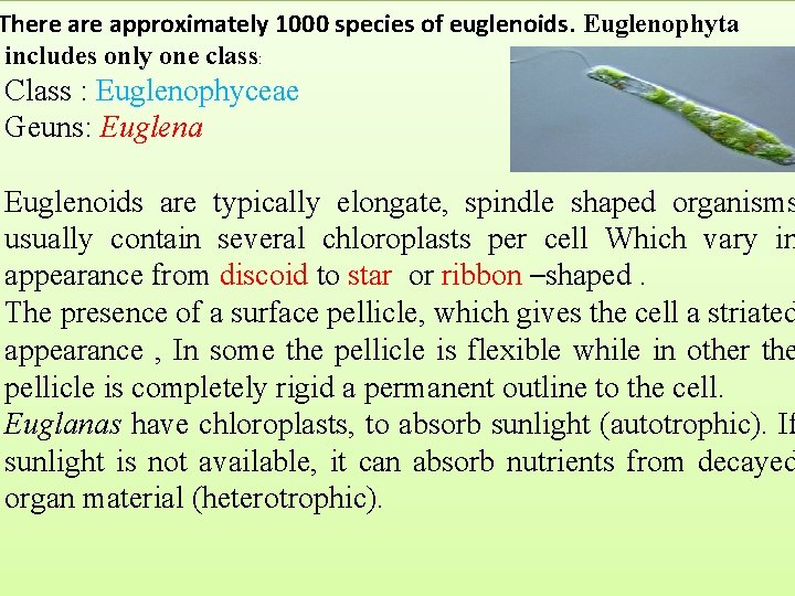 There approximately 1000 species of euglenoids. Euglenophyta includes only one class: Class : Euglenophyceae There approximately 1000 species of euglenoids. Euglenophyta includes only one class: Class : Euglenophyceae