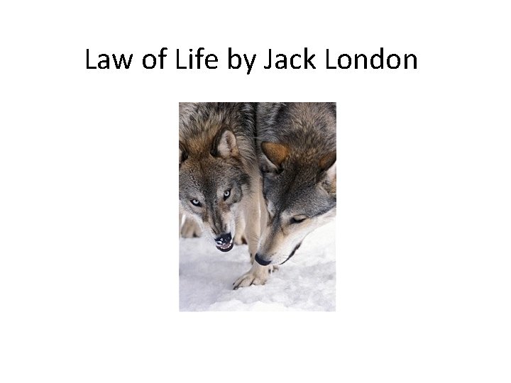 Law of Life by Jack London 