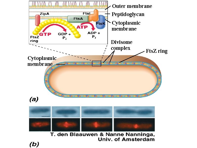 Outer membrane Peptidoglycan Cytoplasmic membrane Divisome complex Cytoplasmic membrane Fts. Z ring 