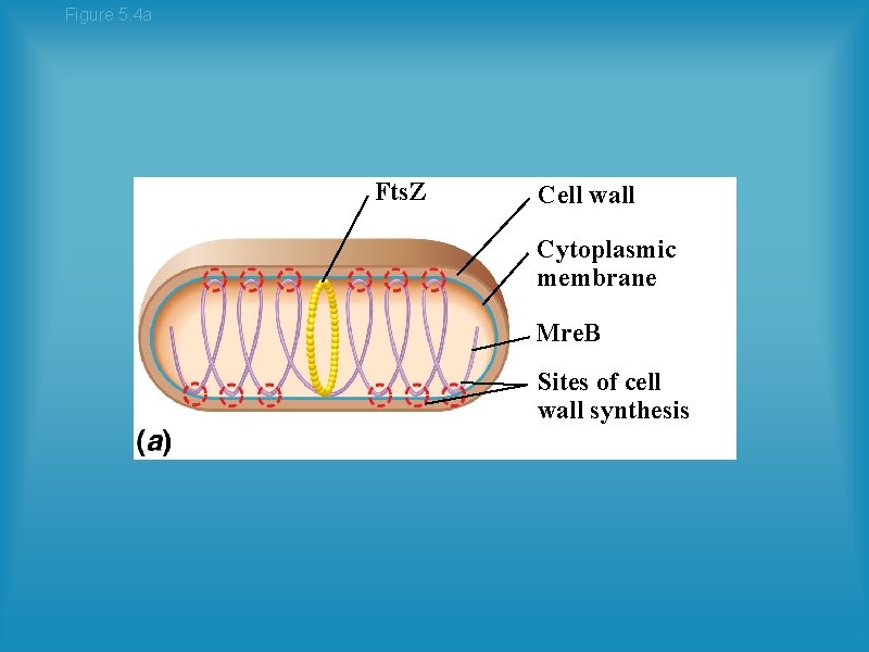 Figure 5. 4 a Fts. Z Cell wall Cytoplasmic membrane Mre. B Sites of