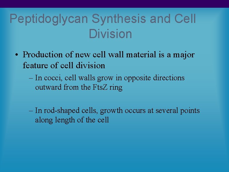 Peptidoglycan Synthesis and Cell Division • Production of new cell wall material is a