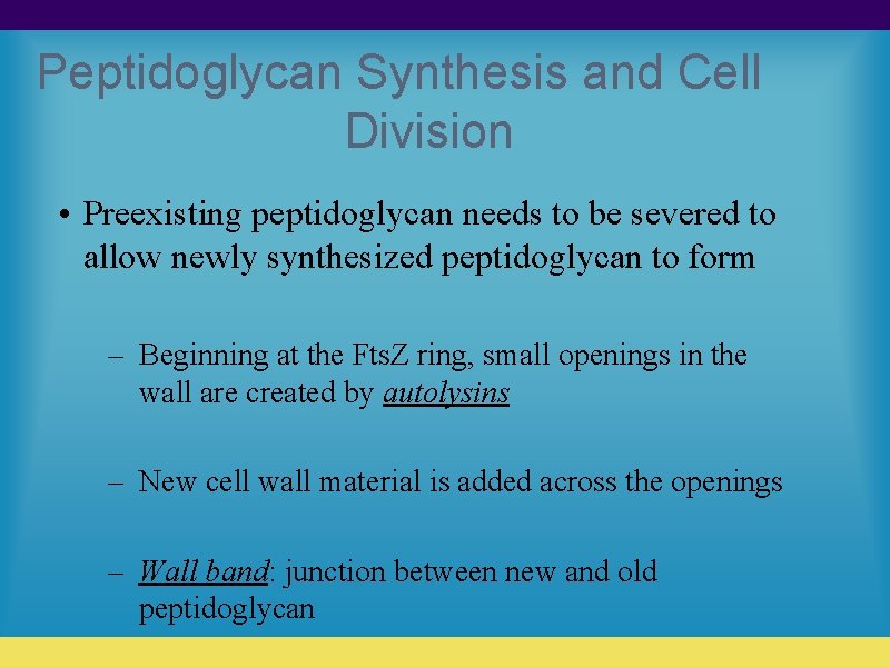 Peptidoglycan Synthesis and Cell Division • Preexisting peptidoglycan needs to be severed to allow