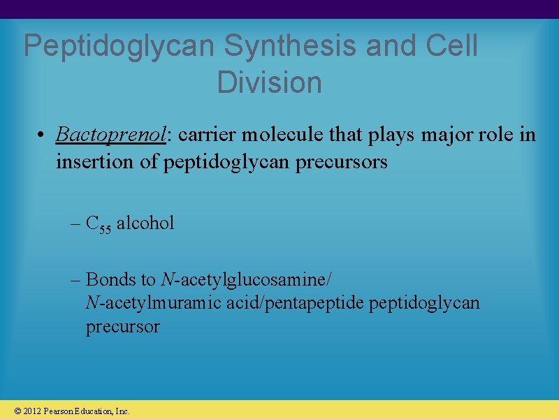 Peptidoglycan Synthesis and Cell Division • Bactoprenol: carrier molecule that plays major role in