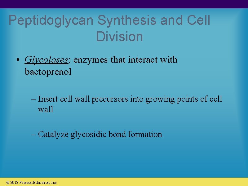 Peptidoglycan Synthesis and Cell Division • Glycolases: enzymes that interact with bactoprenol – Insert