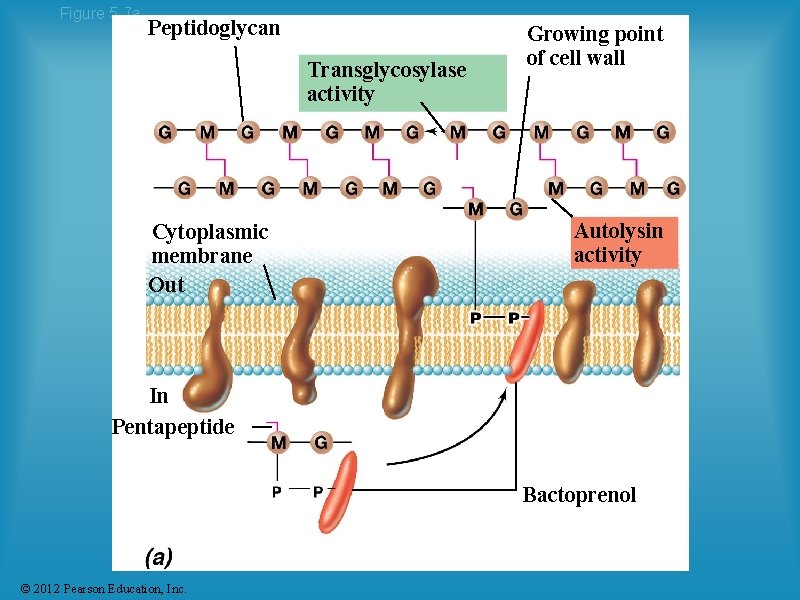 Figure 5. 7 a Peptidoglycan Transglycosylase activity Cytoplasmic membrane Out Growing point of cell