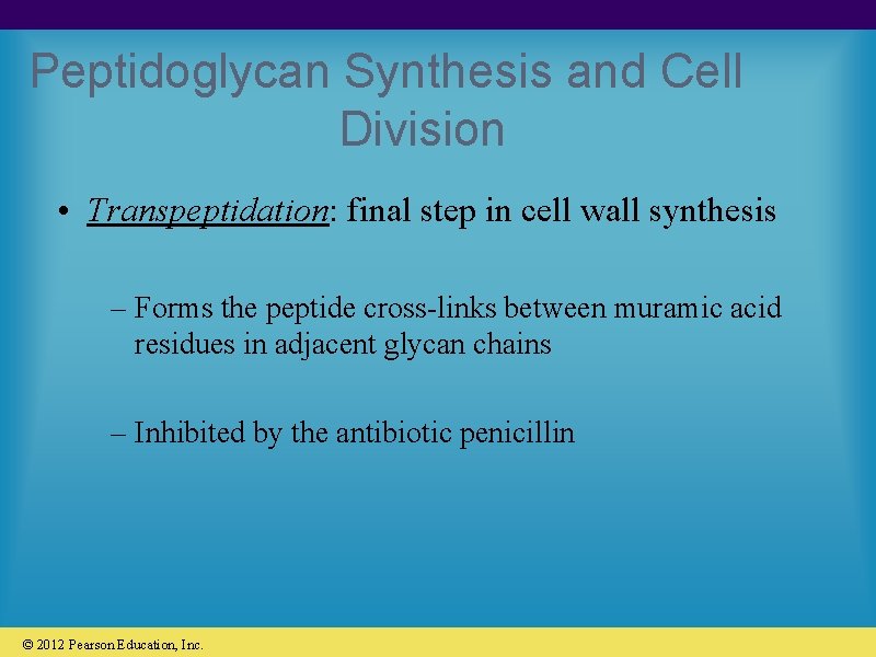 Peptidoglycan Synthesis and Cell Division • Transpeptidation: final step in cell wall synthesis –