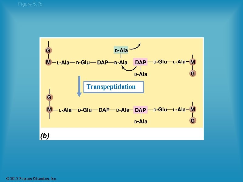 Figure 5. 7 b Transpeptidation © 2012 Pearson Education, Inc. 