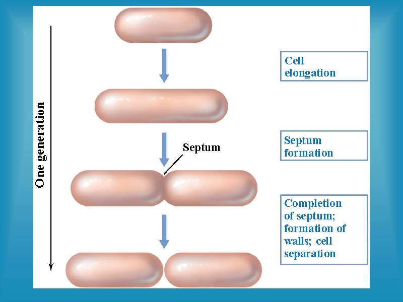 One generation Cell elongation Septum formation Completion of septum; formation of walls; cell separation