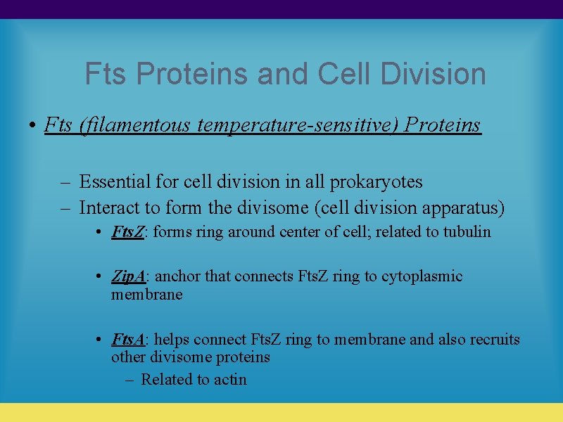 Fts Proteins and Cell Division • Fts (filamentous temperature-sensitive) Proteins – Essential for cell