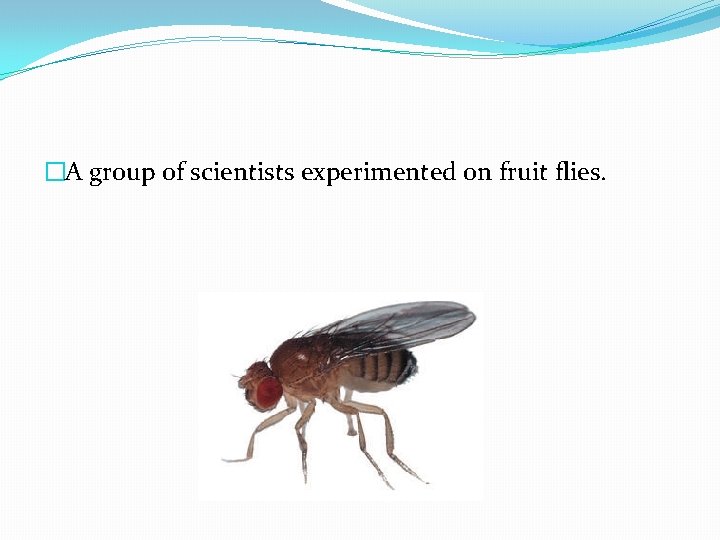 �A group of scientists experimented on fruit flies. 