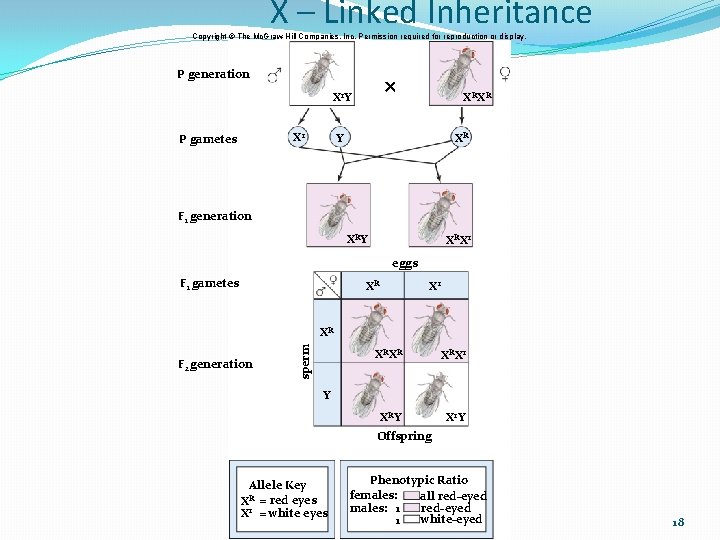 X – Linked Inheritance Copyright © The Mc. Graw-Hill Companies, Inc. Permission required for