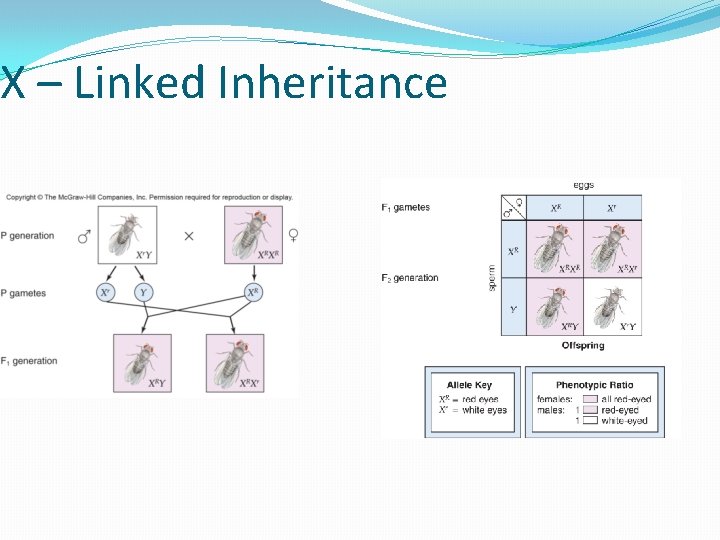 X – Linked Inheritance 