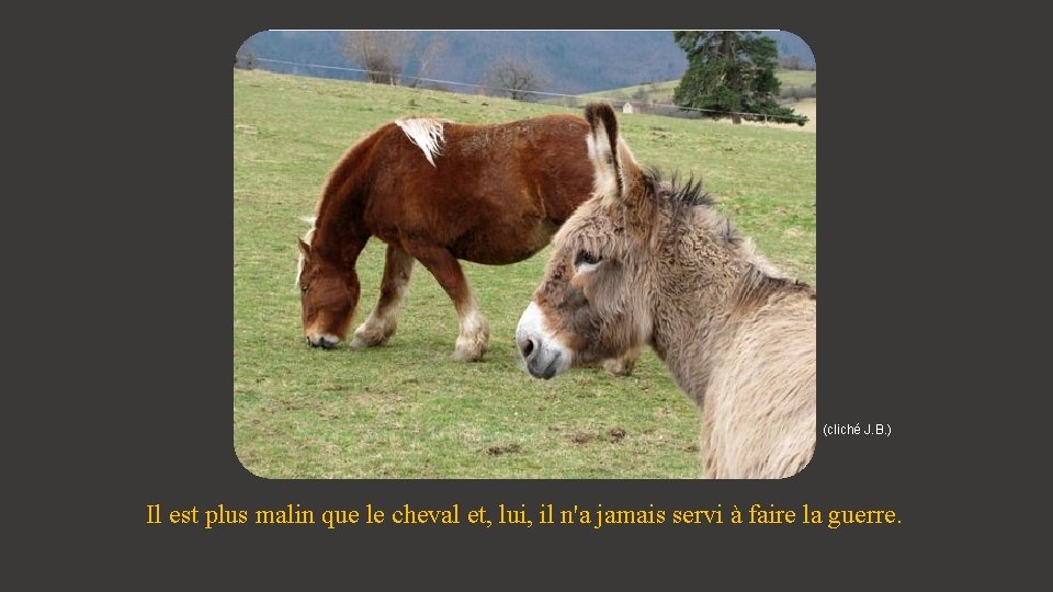 (cliché J. B. ) Il est plus malin que le cheval et, lui, il