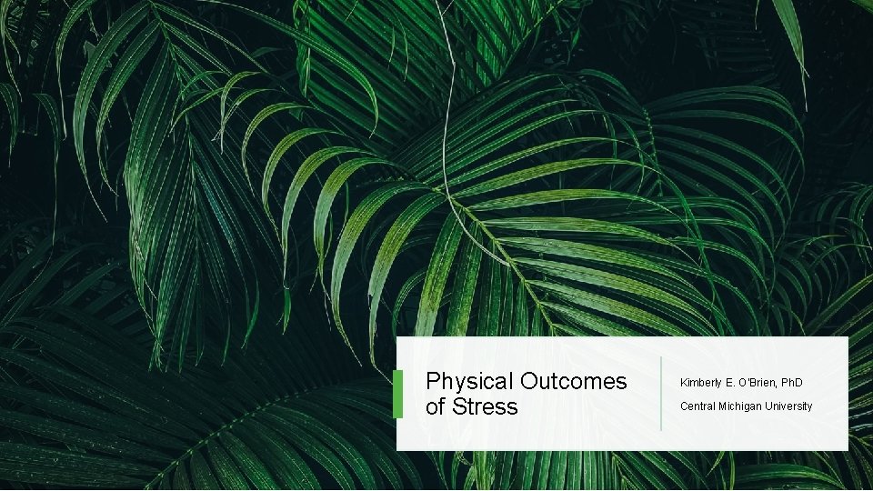 Physical Outcomes of Stress Kimberly E. O’Brien, Ph. D Central Michigan University 