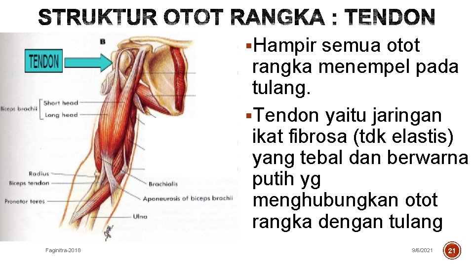 §Hampir semua otot rangka menempel pada tulang. §Tendon yaitu jaringan ikat fibrosa (tdk elastis)