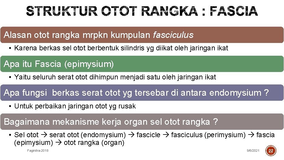 Alasan otot rangka mrpkn kumpulan fasciculus • Karena berkas sel otot berbentuk silindris yg