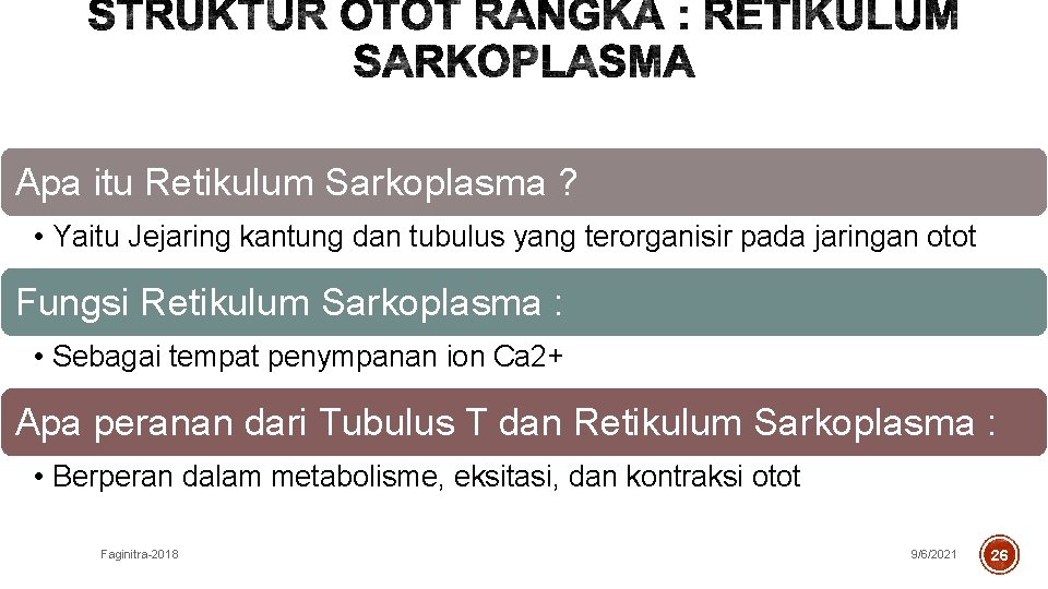 Apa itu Retikulum Sarkoplasma ? • Yaitu Jejaring kantung dan tubulus yang terorganisir pada