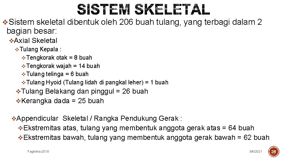 v. Sistem skeletal dibentuk oleh 206 buah tulang, yang terbagi dalam 2 bagian besar: