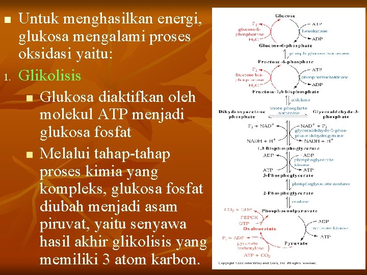 n 1. Untuk menghasilkan energi, glukosa mengalami proses oksidasi yaitu: Glikolisis n Glukosa diaktifkan