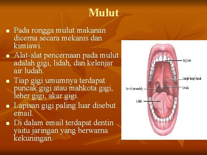 Mulut n n n Pada rongga mulut makanan dicerna secara mekanis dan kimiawi. Alat-alat