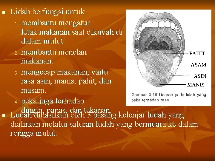 n n Lidah berfungsi untuk: 1. membantu mengatur letak makanan saat dikuyah di dalam