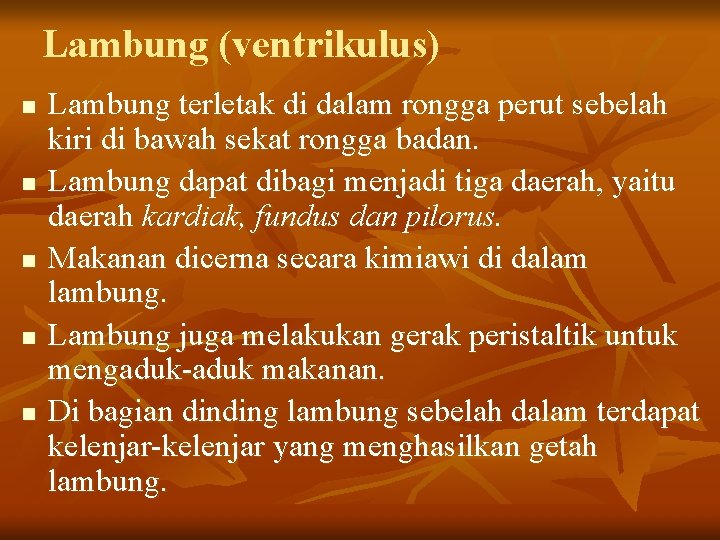 Lambung (ventrikulus) n n n Lambung terletak di dalam rongga perut sebelah kiri di