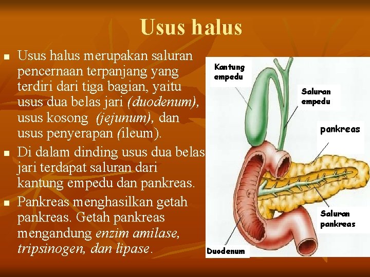 Usus halus n n n Usus halus merupakan saluran Kantung pencernaan terpanjang yang empedu