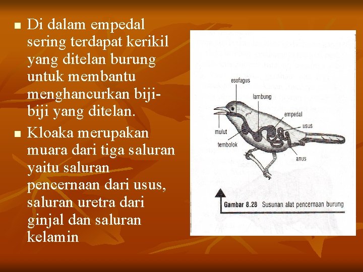 n n Di dalam empedal sering terdapat kerikil yang ditelan burung untuk membantu menghancurkan